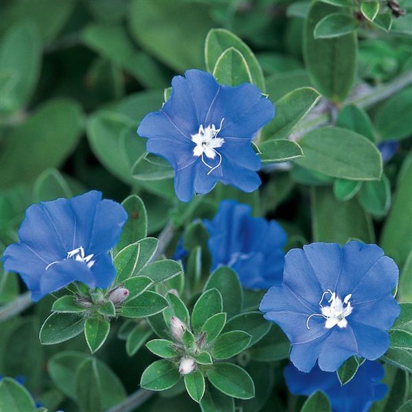 Evolvulus - Blue Daze Blue Evolvulus - Blue Daze Blue