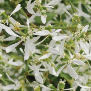 Euphorbia - Breathless White Euphorbia - Breathless White