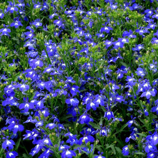 Lobelia - Techno Upright Dark Blue Lobelia - Techno Upright Dark Blue