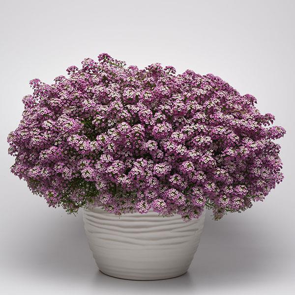 Lobularia - Easy Breezy Pink Lobularia - Easy Breezy Pink