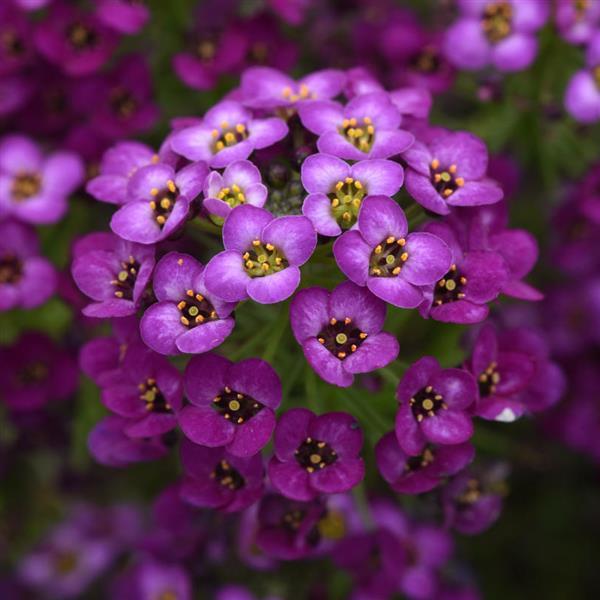 Lobularia - Easy Breezy Purple Lobularia - Easy Breezy Purple