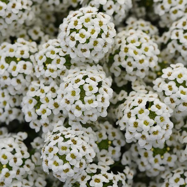 Lobularia - Easy Breezy White Lobularia - Easy Breezy White