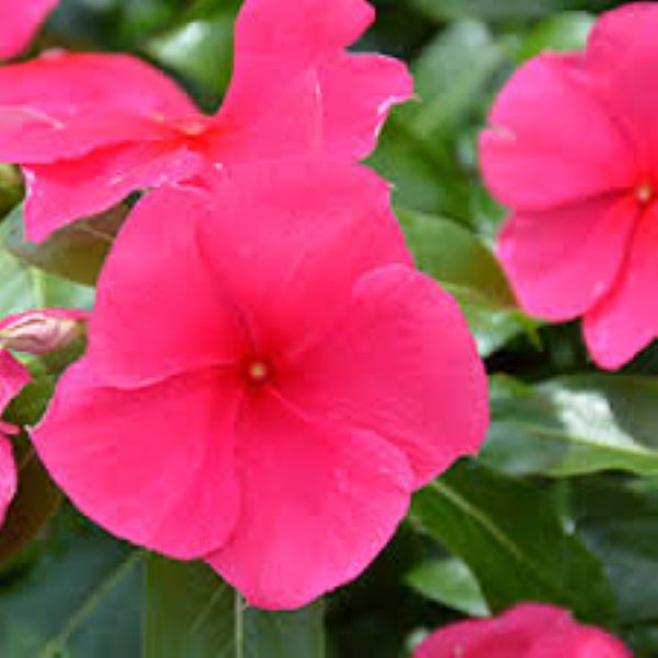 Periwinkle Vinca - Valiant Punch Periwinkle Vinca - Valiant Punch