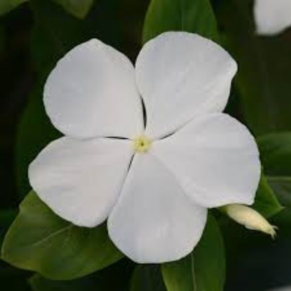 Periwinkle Vinca - Valiant White Periwinkle Vinca - Valiant White