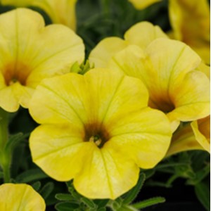 Petunia - Dekko Banana Petunia - Dekko Banana
