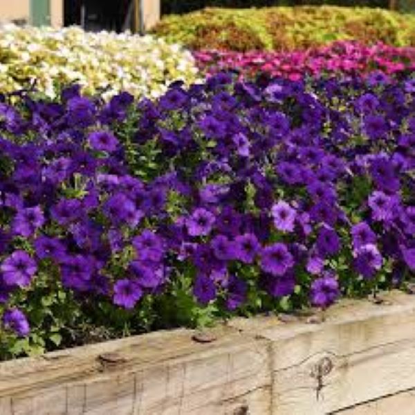 Petunia - E3 Easy Wave Blue Petunia - E3 Easy Wave Blue