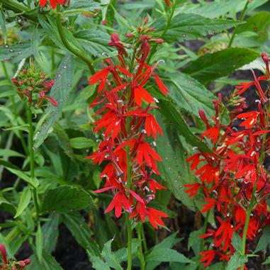 Lobelia cardinalis Lobelia cardinalis