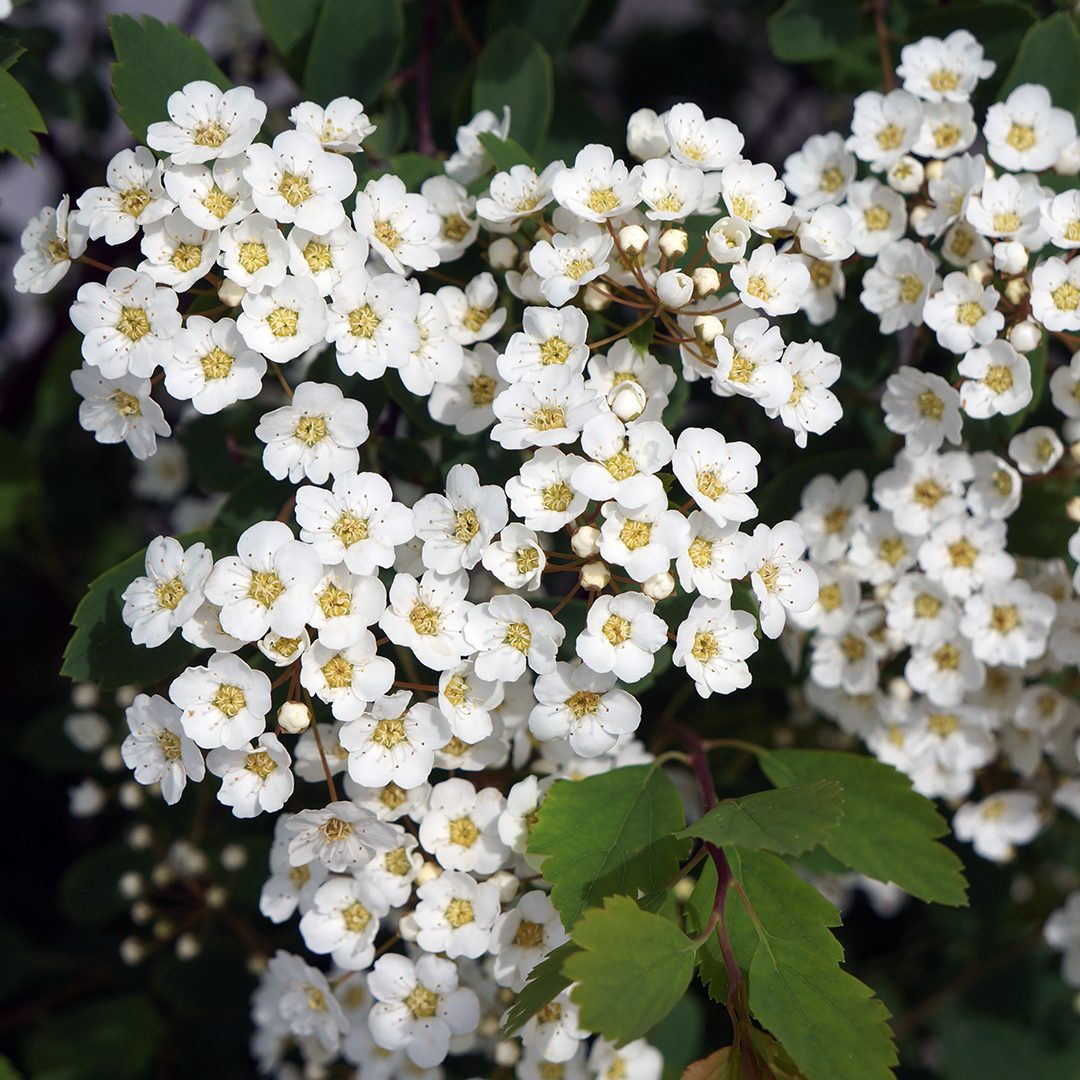 Spiraea x vanhouttei 'Renaissance' Spiraea x vanhouttei 'Renaissance'