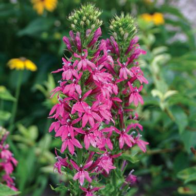 Lobelia 'Monet Moment' Lobelia 'Monet Moment'