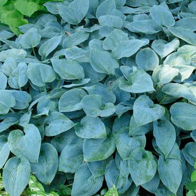Hosta 'Halcyon' Hosta 'Halcyon'