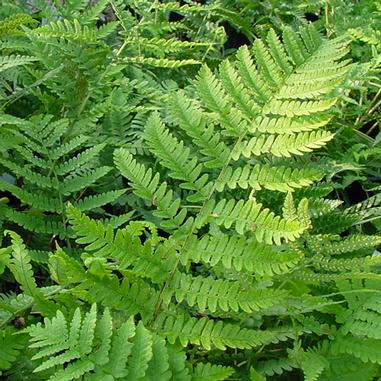 Dryopteris marginalis Dryopteris marginalis