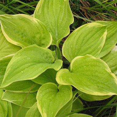 Hosta 'Fragrant Bouquet' Hosta 'Fragrant Bouquet'