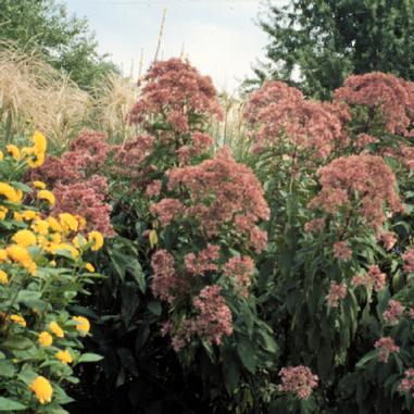 Eupatorium maculatum 'Gateway' Eupatorium maculatum 'Gateway'