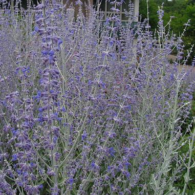 Perovskia atriplicifolia 'Little Spire' Perovskia atriplicifolia 'Little Spire'