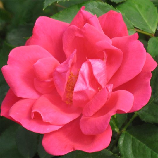 Rosa 'Radrazz' Rosa 'Radrazz'