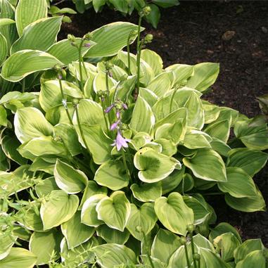 Hosta 'Golden Tiara' Hosta 'Golden Tiara'