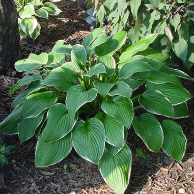 Hosta 'Francee' Hosta 'Francee'