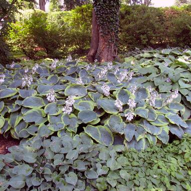 Hosta 'Frances Williams' Hosta 'Frances Williams'