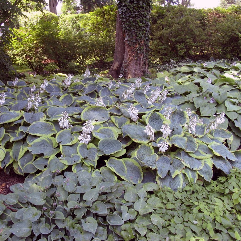 Hosta 'Frances Williams' Hosta 'Frances Williams'
