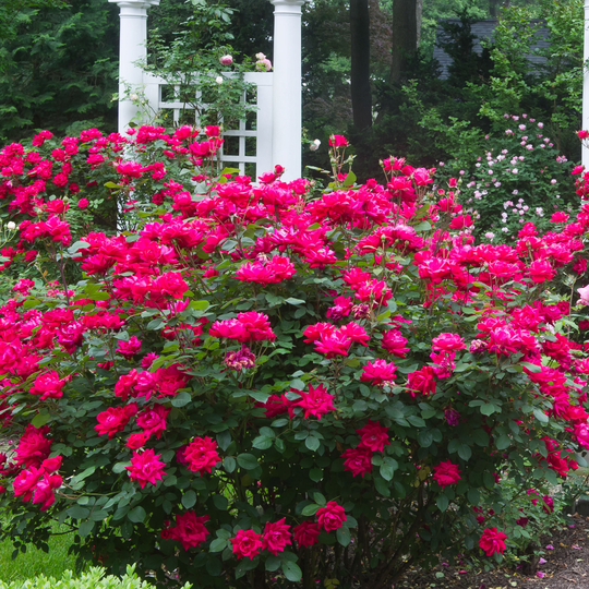 Rosa 'Radtko' Rosa 'Radtko'