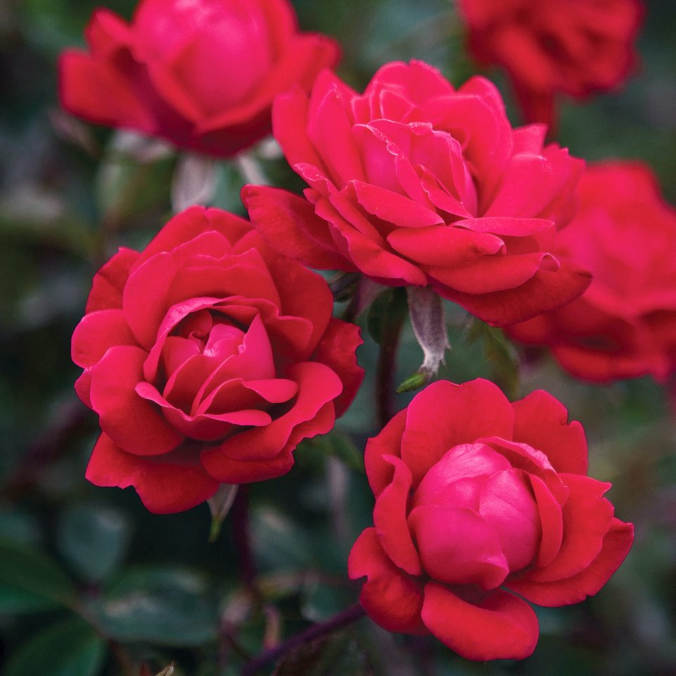 Rosa 'Radtko' Rosa 'Radtko'