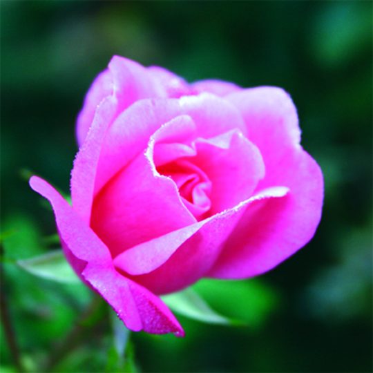 Rosa 'Radcon' Rosa 'Radcon'