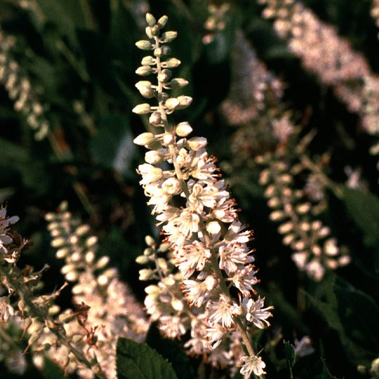 Rosa 'Radtkopink' Rosa 'Radtkopink'