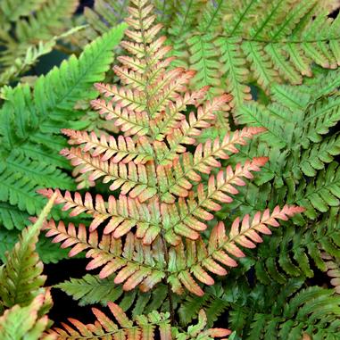 Dryopteris erythrosora 'Brilliance' Dryopteris erythrosora 'Brilliance'