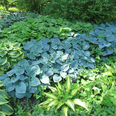 Hosta 'Hadspen Blue' Hosta 'Hadspen Blue'