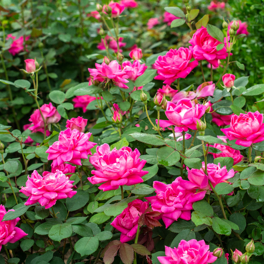Rosa 'Radtkopink' Rosa 'Radtkopink'