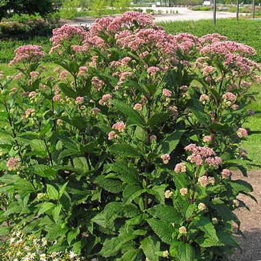 Eupatorium dubium 'Little Joe' Eupatorium dubium 'Little Joe'
