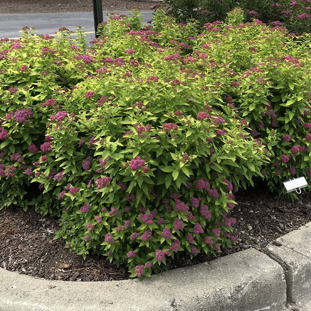 Spiraea japonica 'Yan' Spiraea japonica 'Yan'