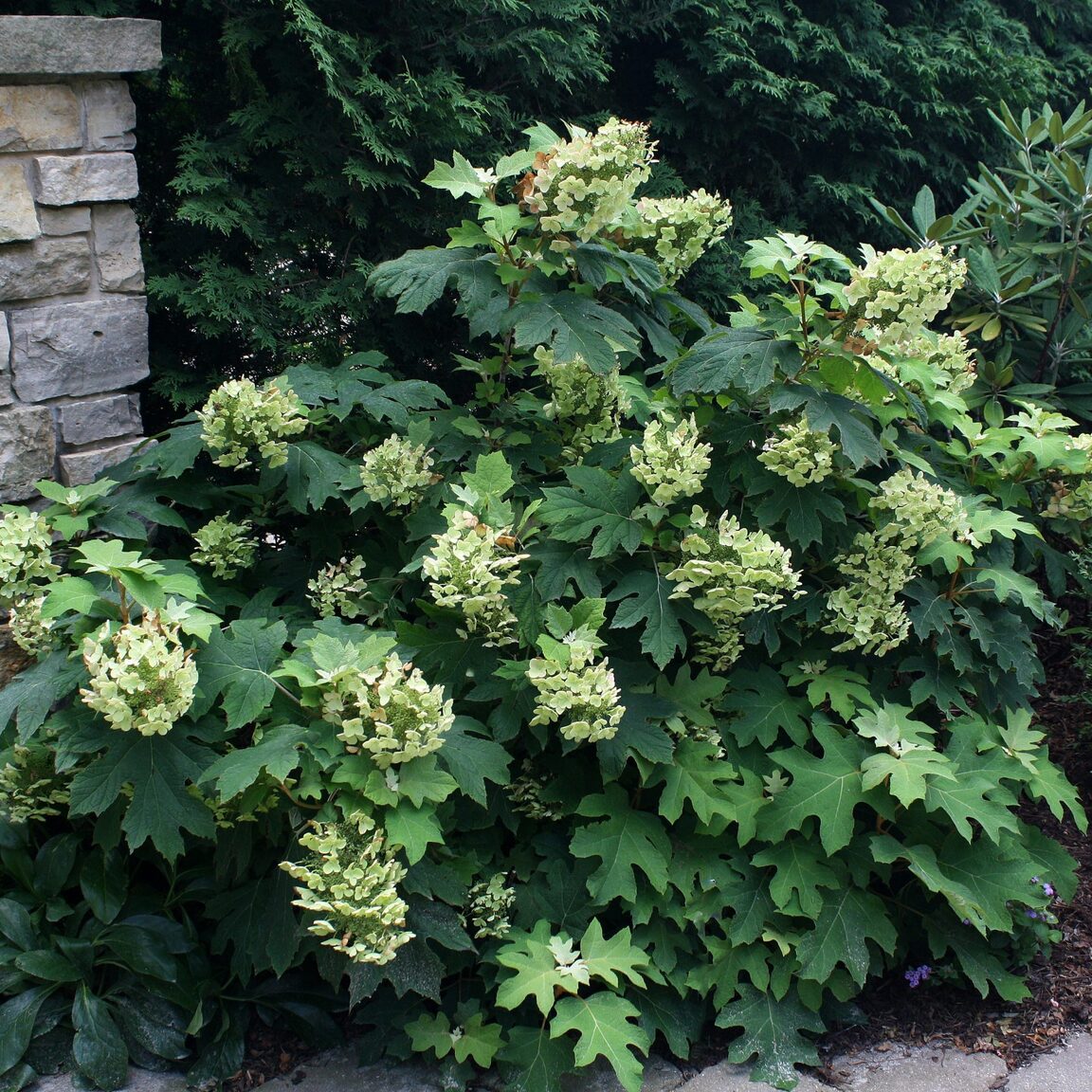 Hydrangea quercifolia 'Pee Wee' Hydrangea quercifolia 'Pee Wee'