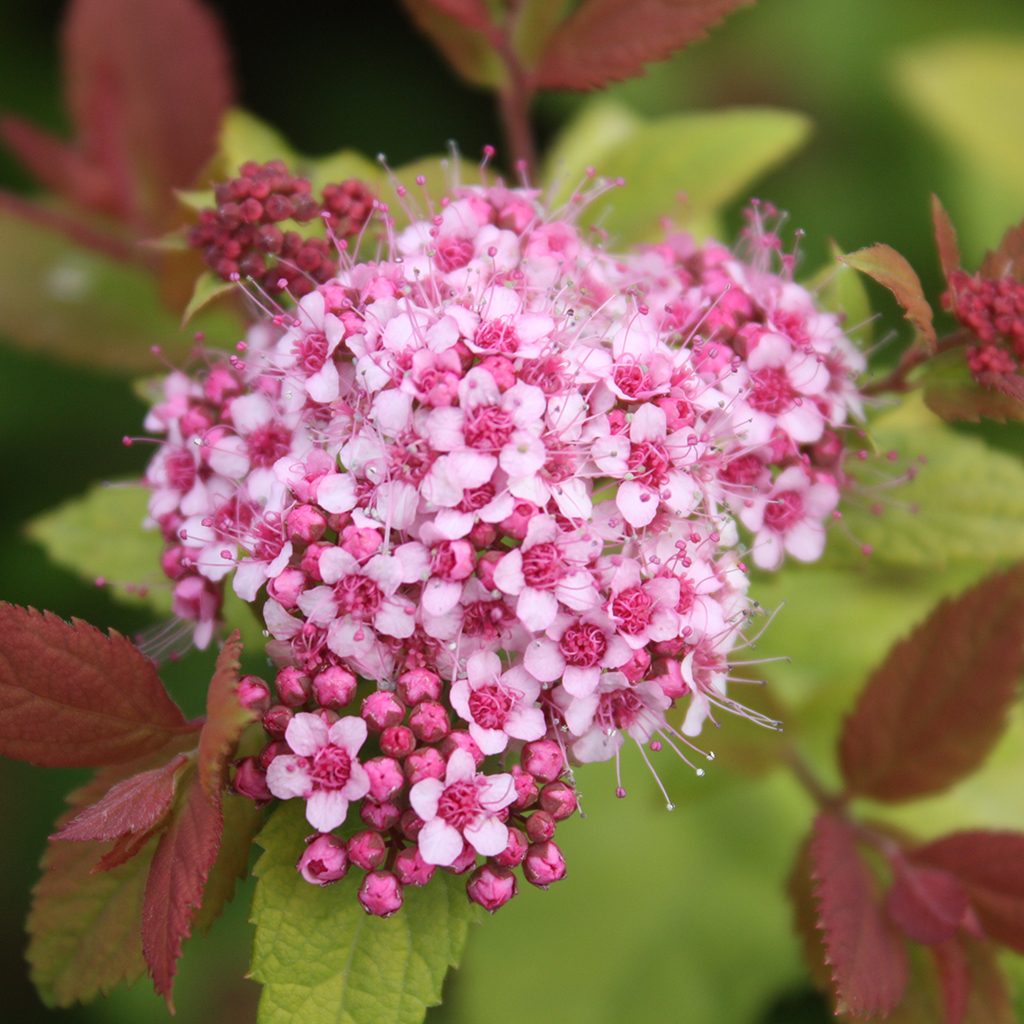 Spiraea japonica 'Tracy' Spiraea japonica 'Tracy'
