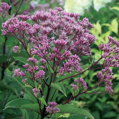 Eupatorium maculatum 'Phantom' Eupatorium maculatum 'Phantom'