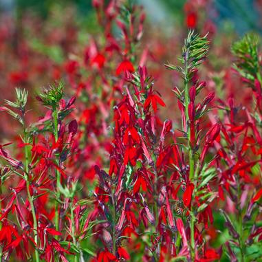 Lobelia cardinalis Lobelia cardinalis