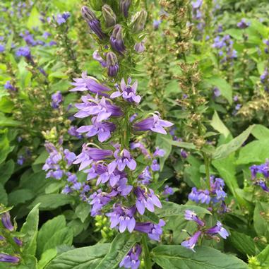 Lobelia siphilitica Lobelia siphilitica