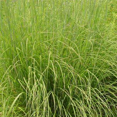 Sorghastrum nutans Sorghastrum nutans