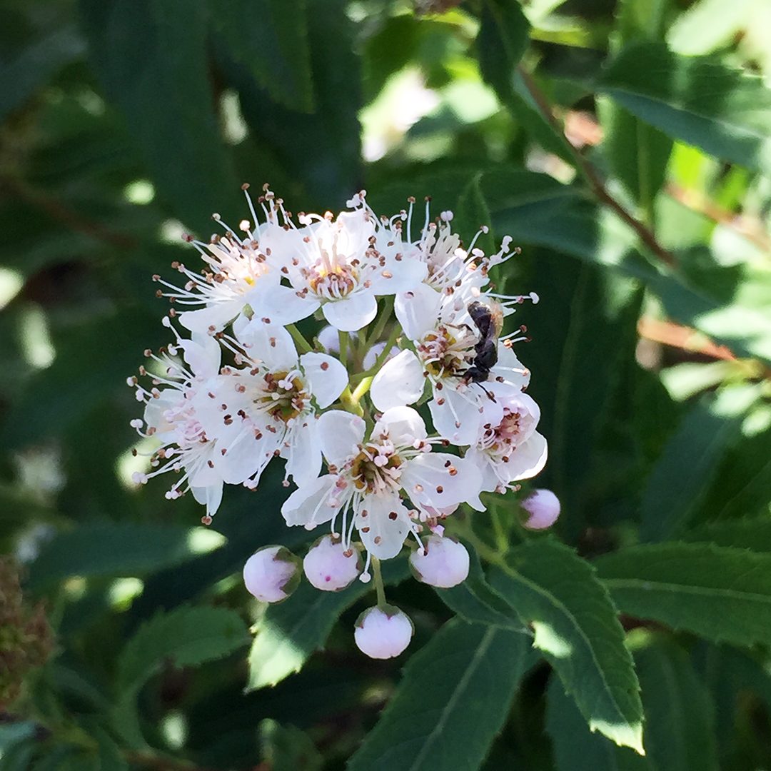 Spiraea alba (NGN) Spiraea alba (NGN)