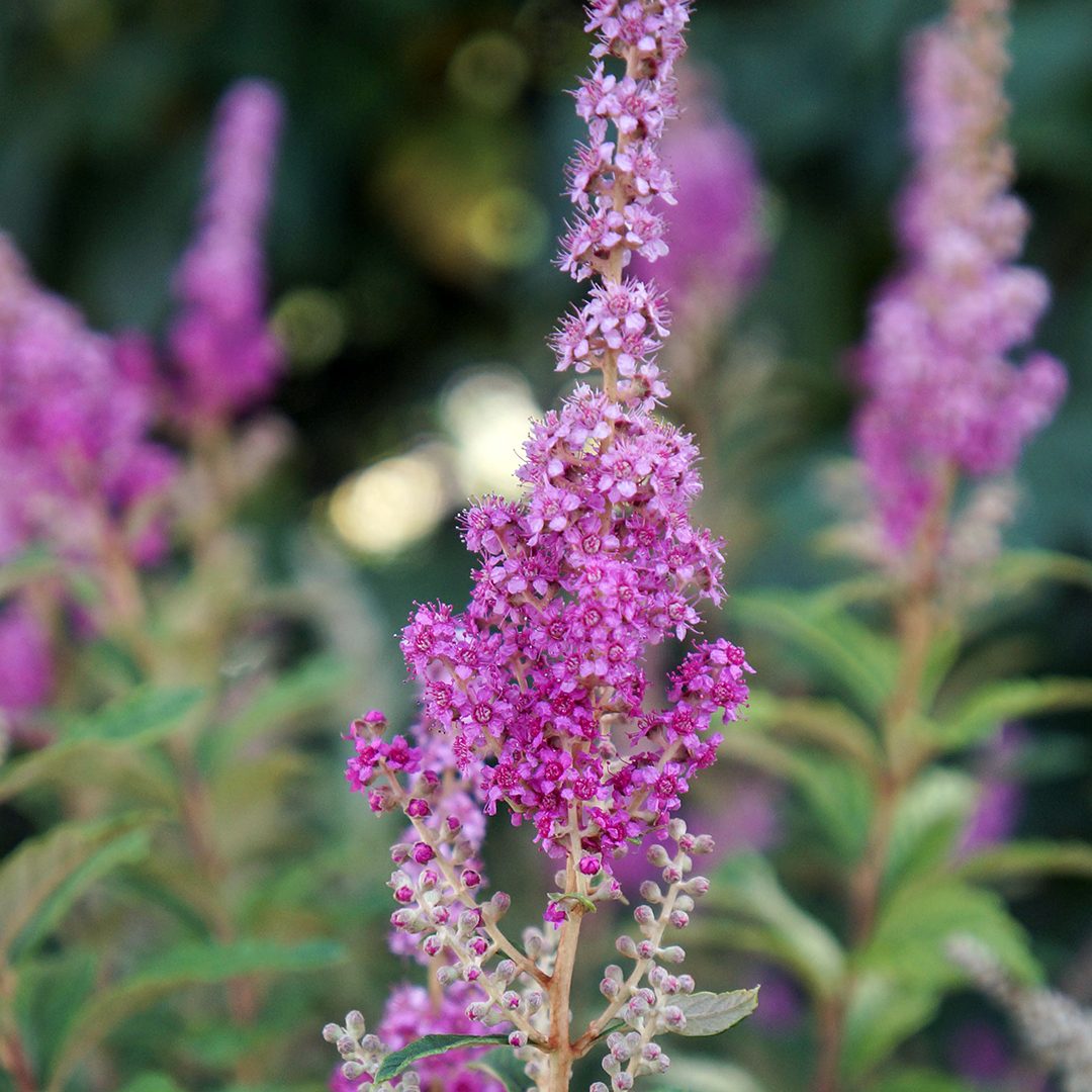 Spiraea tomentosa (NGN) Spiraea tomentosa (NGN)