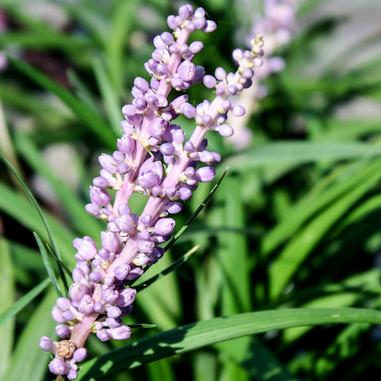 Liriope muscari 'Big Blue' Liriope muscari 'Big Blue'