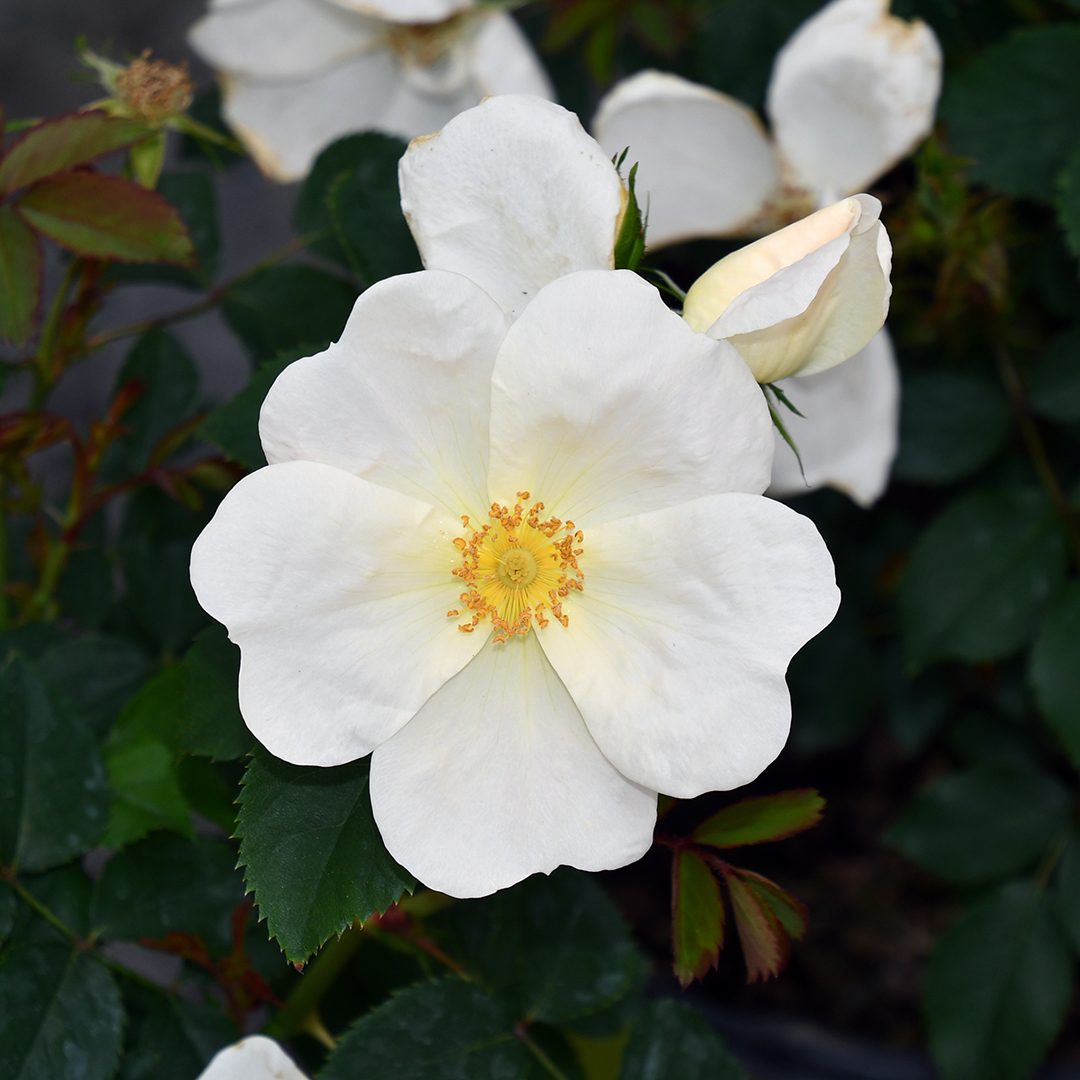 Rosa 'Radwhite' Rosa 'Radwhite'