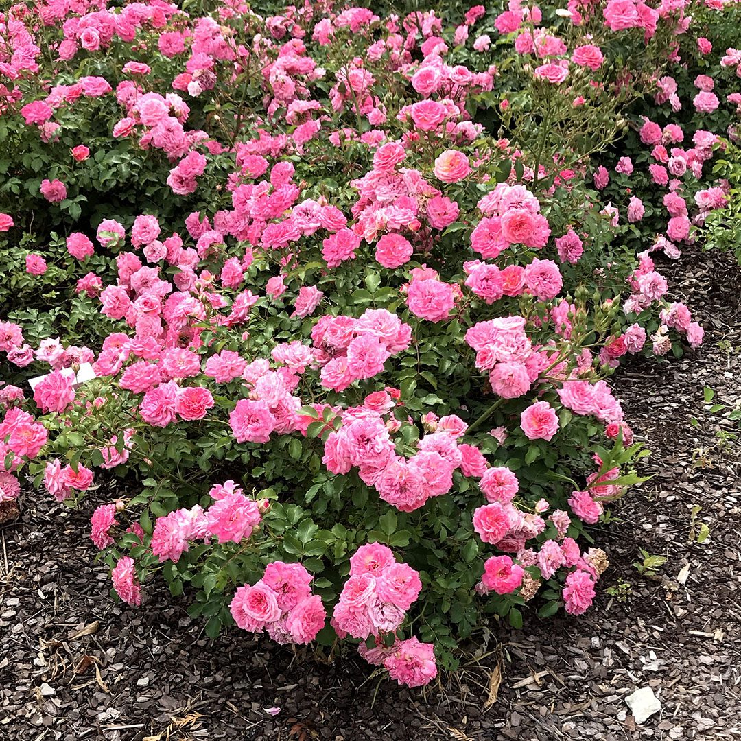 Rosa 'Meiswetdom' Rosa 'Meiswetdom'