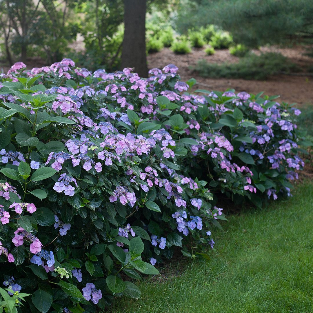 Hydrangea serrata 'MAK20' Hydrangea serrata 'MAK20'