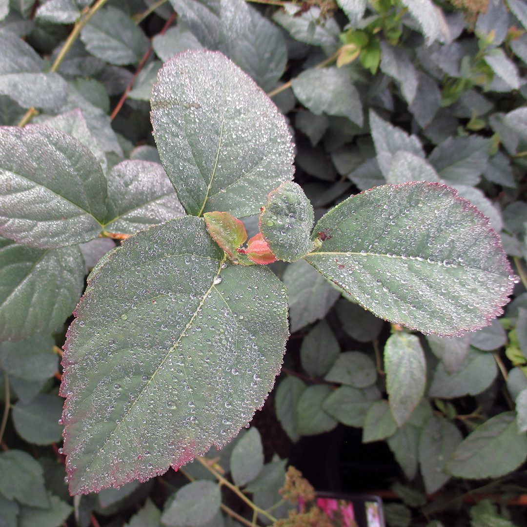Spiraea media 'SMSMBK' Spiraea media 'SMSMBK'