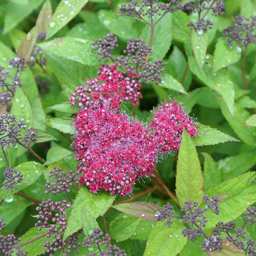 Spiraea japonica 'SMNSJMFR' Spiraea japonica 'SMNSJMFR'