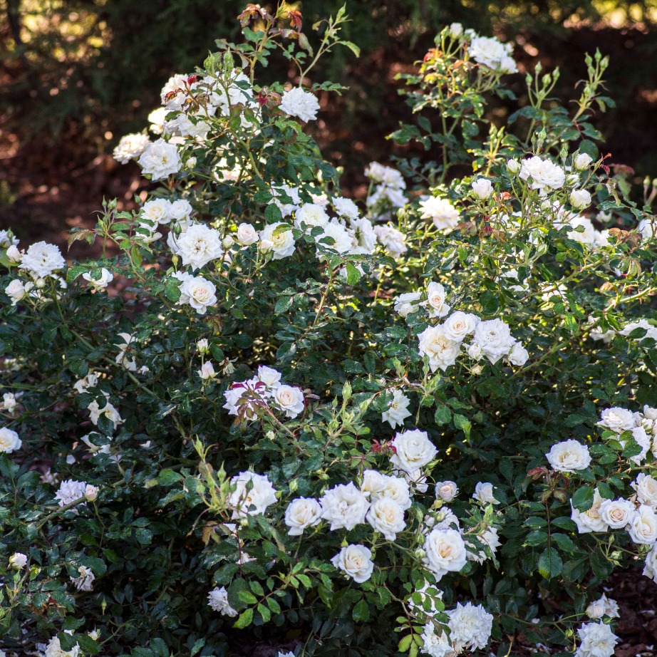 Rosa 'Meizorland' Rosa 'Meizorland'