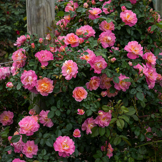 Rosa 'Radpetals' Rosa 'Radpetals'