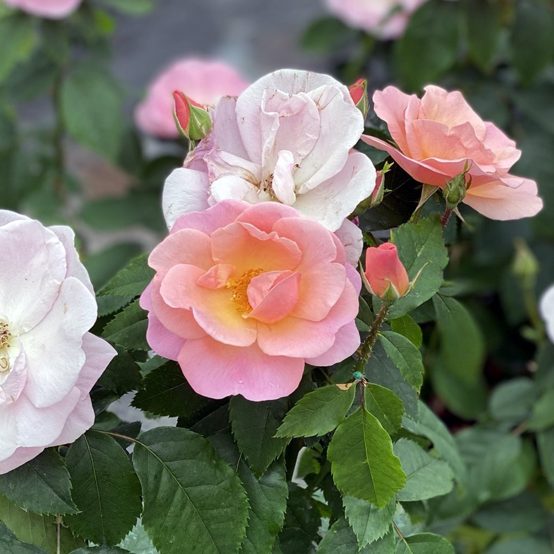 Rosa 'Radgor' Rosa 'Radgor'