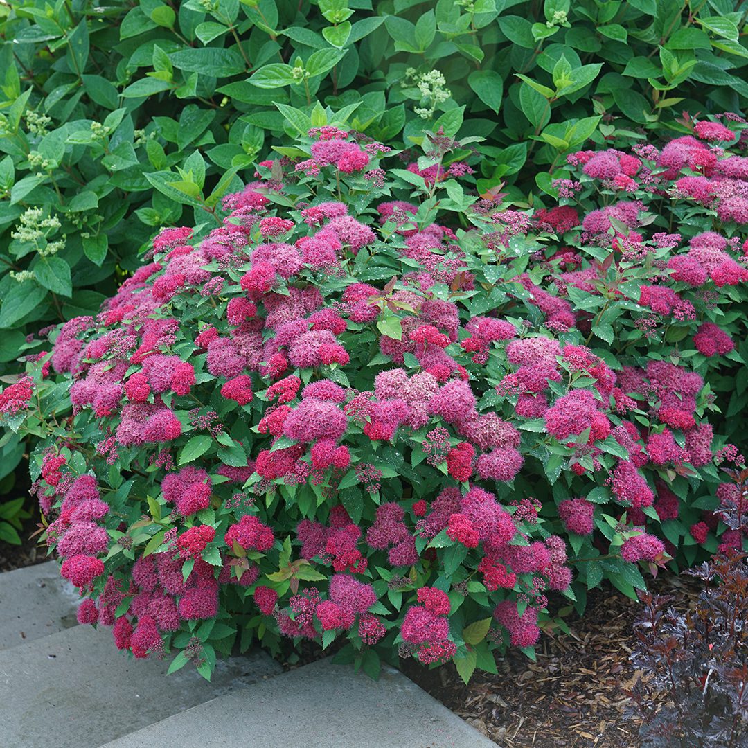 Spiraea japonica 'NCSX2' Spiraea japonica 'NCSX2'
